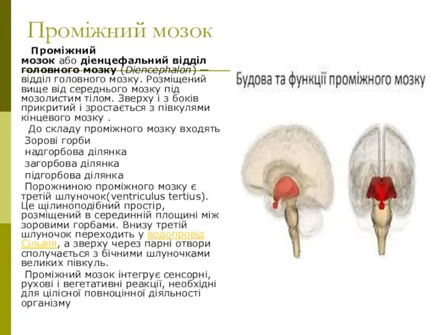Проміжний мозок Проміжний мозок або діенцефальний відділ головного мозку (Diencephalon) — відділ головного