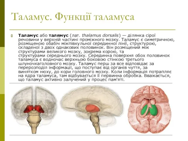 Таламус. Функції таламуса Таламус або талямус (лат. thalamus dorsalis) — ділянка сірої речовини