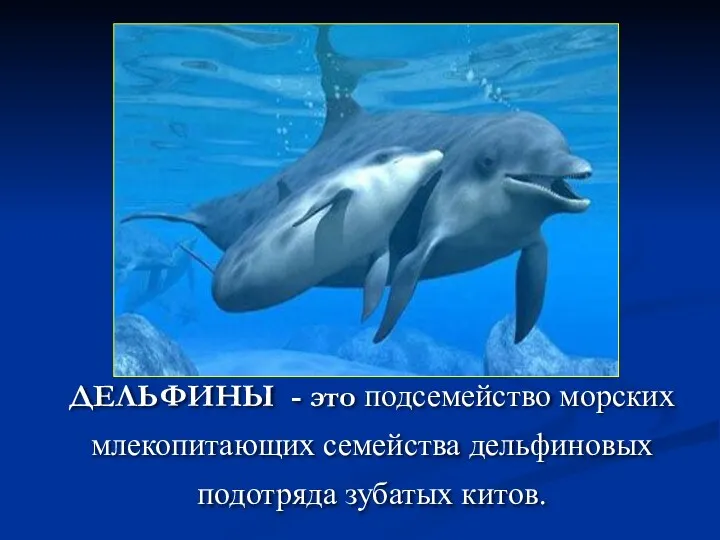 ДЕЛЬФИНЫ - это подсемейство морских млекопитающих семейства дельфиновых подотряда зубатых китов.