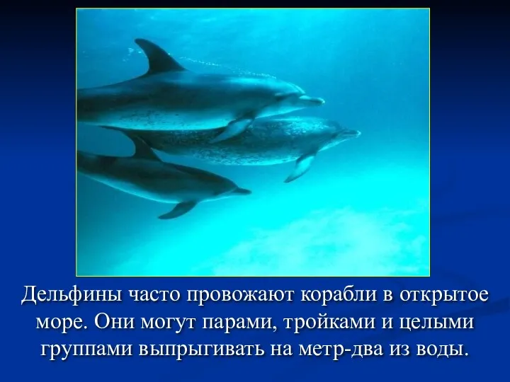 Дельфины часто провожают корабли в открытое море. Они могут парами,