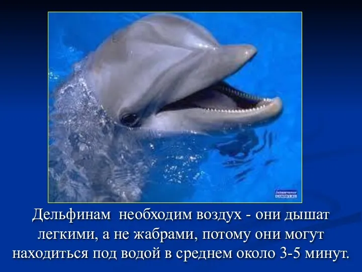 Дельфинам необходим воздух - они дышат легкими, а не жабрами,