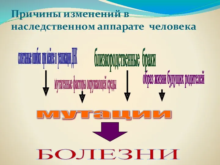 Причины изменений в наследственном аппарате человека мутации спонтанные ошибки при