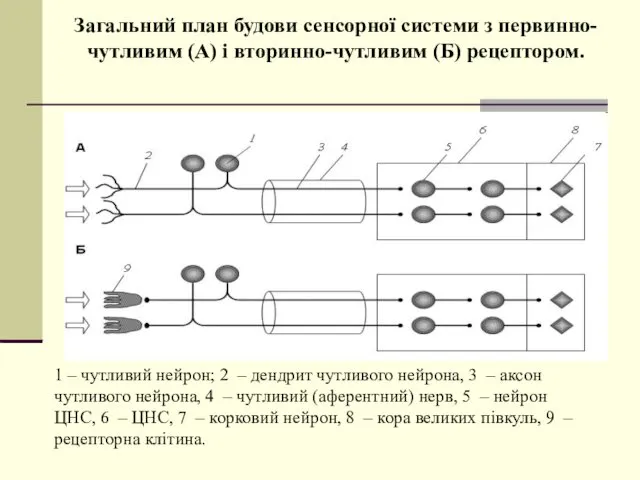Загальний план будови сенсорної системи з первинно-чутливим (А) і вторинно-чутливим