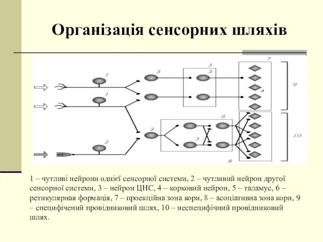 Організація сенсорних шляхів 1 – чутливі нейрони однієї сенсорної системи,