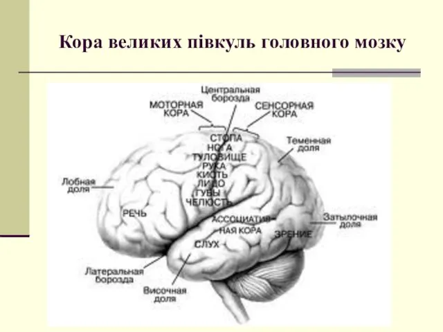 Кора великих півкуль головного мозку