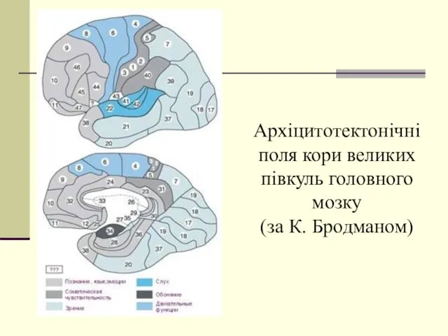 Архіцитотектонічні поля кори великих півкуль головного мозку (за К. Бродманом)