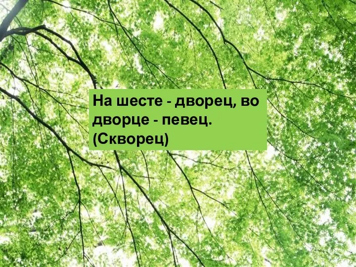 На шесте - дворец, во дворце - певец. (Скворец)