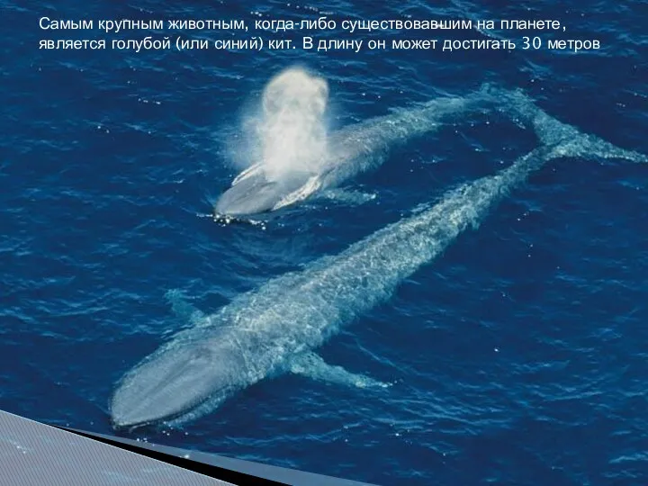 Самым крупным животным, когда-либо существовавшим на планете, является голубой (или синий) кит. В