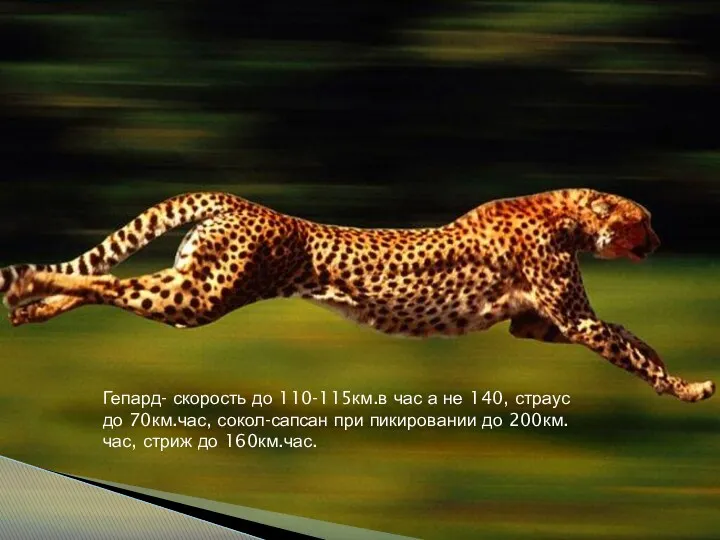 Гепард- скорость до 110-115км.в час а не 140, страус до 70км.час, сокол-сапсан при