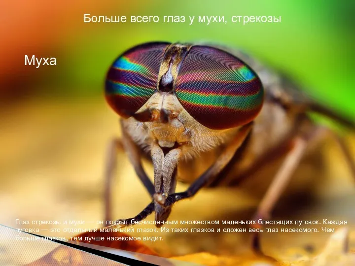 Больше всего глаз у мухи, стрекозы Глаз стрекозы и мухи — он покрыт