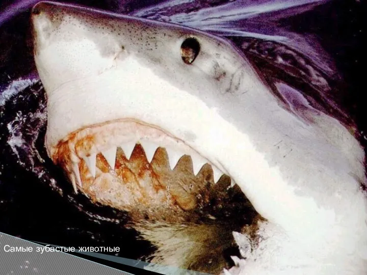 -Самые зубастые…(акулы) Самые зубастые животные