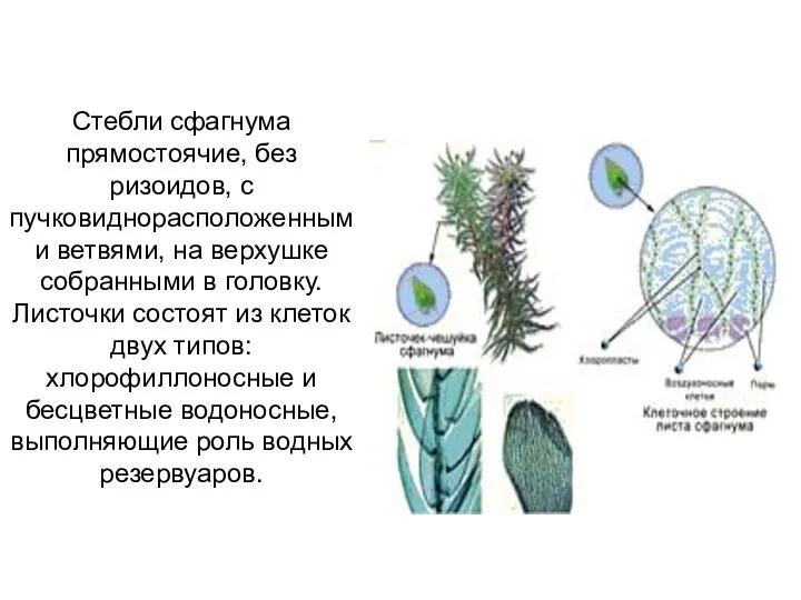 Стебли сфагнума прямостоячие, без ризоидов, с пучковиднорасположенными ветвями, на верхушке
