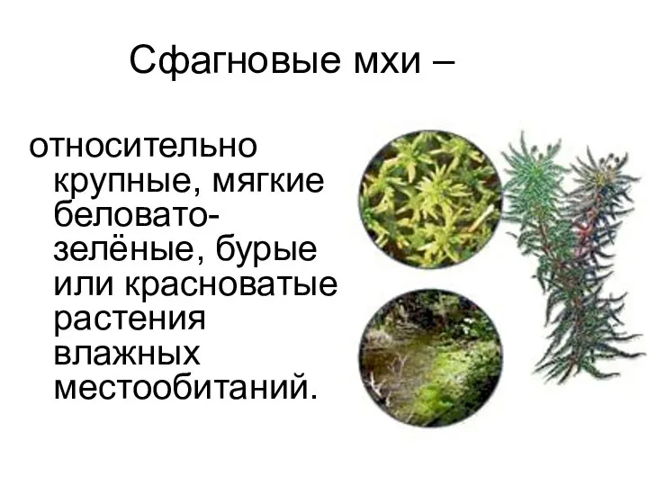 Cфагновые мхи – относительно крупные, мягкие беловато-зелёные, бурые или красноватые растения влажных местообитаний.