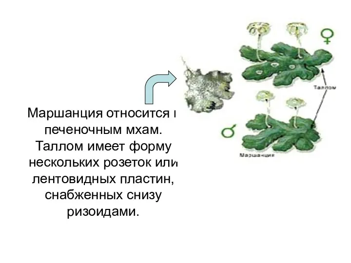 Маршанция относится к печеночным мхам. Таллом имеет форму нескольких розеток или лентовидных пластин, снабженных снизу ризоидами.