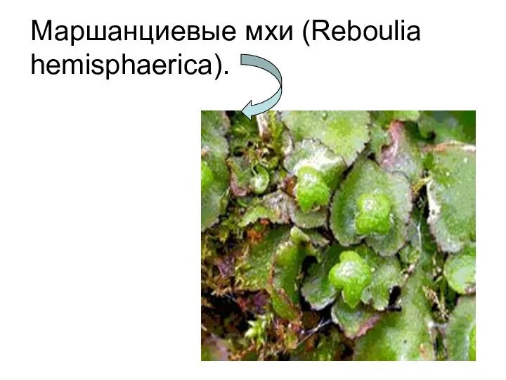 Маршанциевые мхи (Reboulia hemisphaerica).