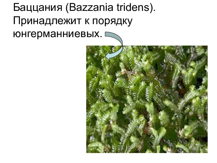 Баццания (Bazzania tridens). Принадлежит к порядку юнгерманниевых.