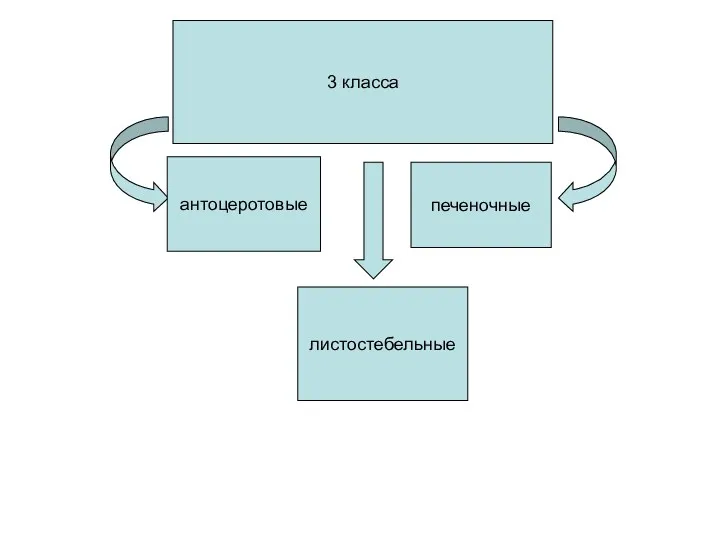 3 класса 3 класса антоцеротовые листостебельные печеночные