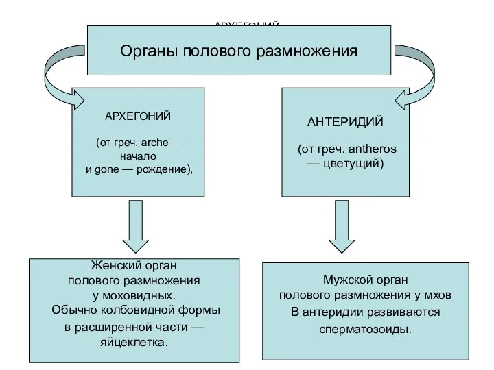 АРХЕГОНИЙ (от греч. arche — начало и gone — рождение),