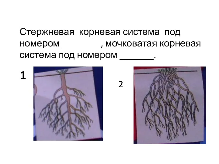 1 Стержневая корневая система под номером ________, мочковатая корневая система под номером _______. 2