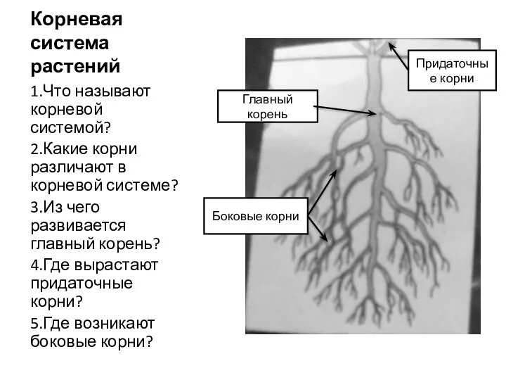 Корневая система растений 1.Что называют корневой системой? 2.Какие корни различают