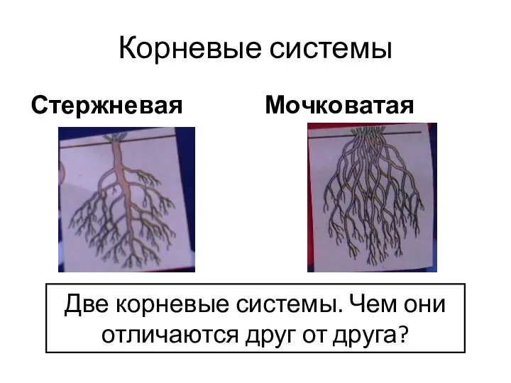 Корневые системы Стержневая Мочковатая Две корневые системы. Чем они отличаются друг от друга?