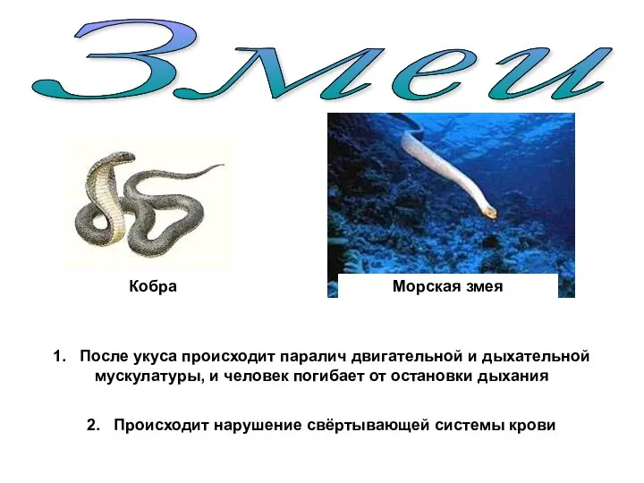 Змеи Кобра Морская змея 1. После укуса происходит паралич двигательной