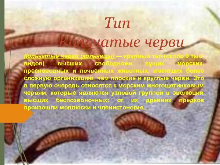 Тип Кольчатые черви Кольчатые черви (кольчецы) — крупный тип (около 9 тыс. видов)
