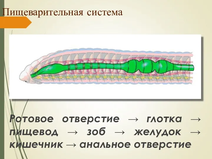 Пищеварительная система Ротовое отверстие → глотка → пищевод → зоб