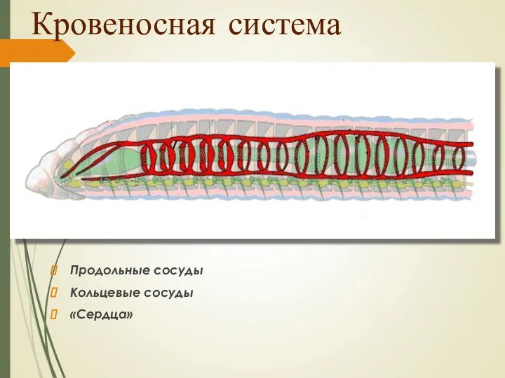 Кровеносная система Продольные сосуды Кольцевые сосуды «Сердца»