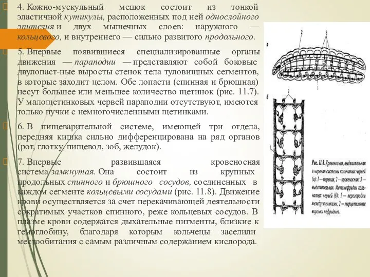 4. Кожно-мускульный мешок состоит из тонкой эластичной кутикулы, расположенных под ней однослойного эпителия