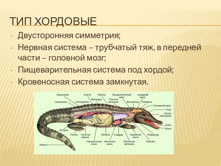 Тип хордовые Двусторонняя симметрия; Нервная система – трубчатый тяж, в