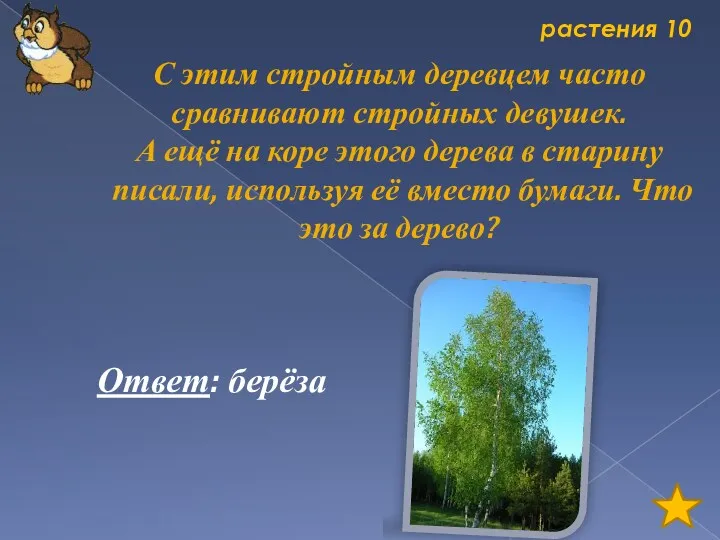 растения 10 С этим стройным деревцем часто сравнивают стройных девушек.