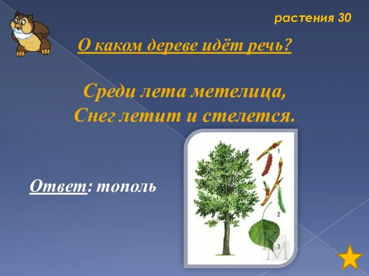 растения 30 О каком дереве идёт речь? Среди лета метелица, Снег летит и стелется. Ответ: тополь