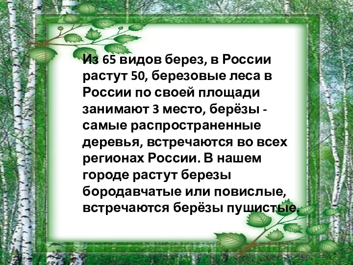 Из 65 видов берез, в России растут 50, березовые леса в России по