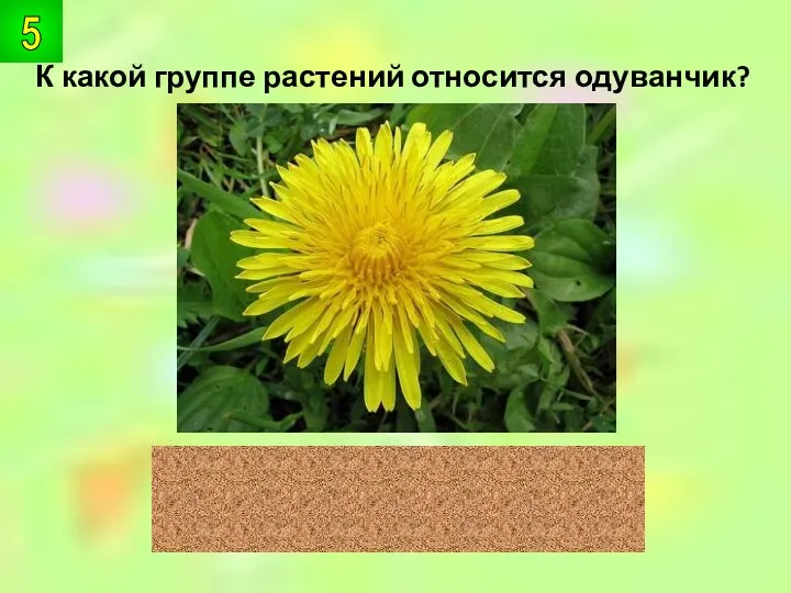 К какой группе растений относится одуванчик? цветковые 5