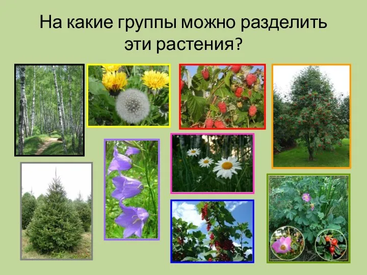 На какие группы можно разделить эти растения?