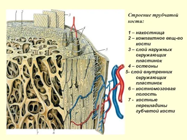 Строение трубчатой кости: 1 – накостница 2 – компактное вещ-во