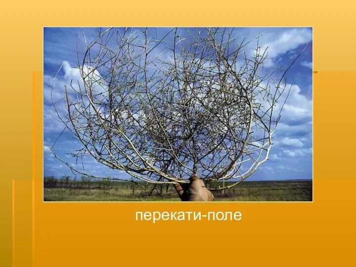 перекати-поле