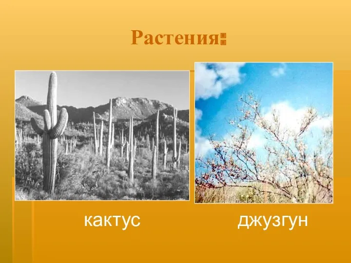 Растения: кактус джузгун