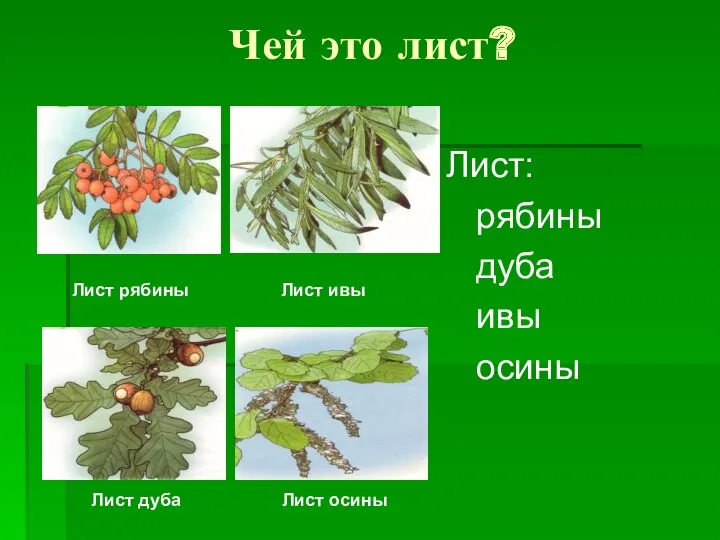 Чей это лист? Лист: рябины дуба ивы осины Лист рябины Лист ивы Лист дуба Лист осины