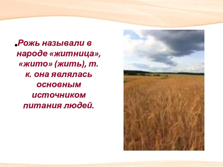 Рожь называли в народе «житница», «жито» (жить), т.к. она являлась основным источником питания людей.