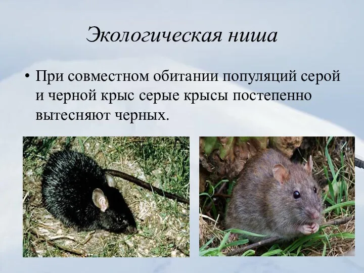 Экологическая ниша При совместном обитании популяций серой и черной крыс серые крысы постепенно вытесняют черных.