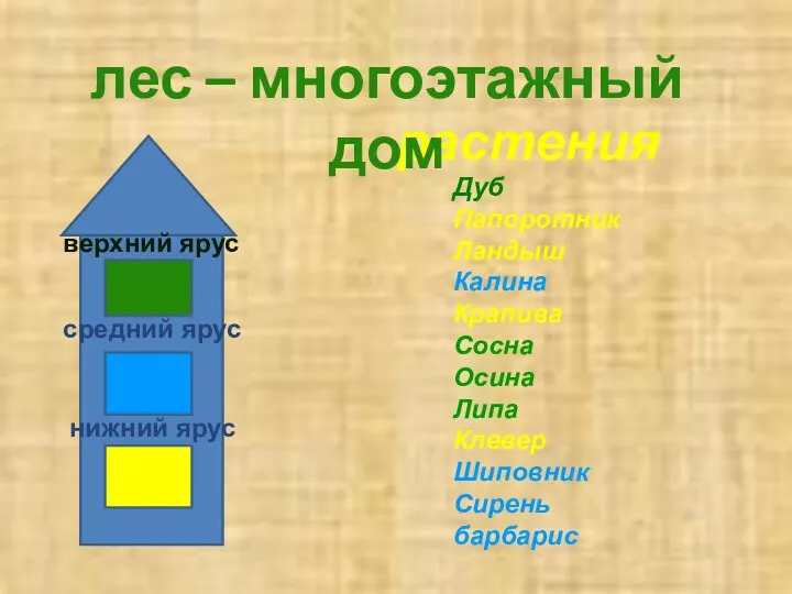 дом растения Дуб Папоротник Ландыш Калина Крапива Сосна Осина Липа