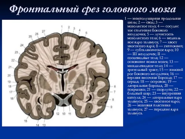 Фронтальный срез головного мозга 1 — межполушарная продольная шель; 2