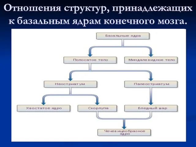 Отношения структур, принадлежащих к базальным ядрам конечного мозга.