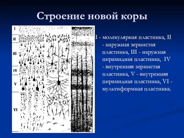 Строение новой коры I - молекулярная пластинка, II - наружная