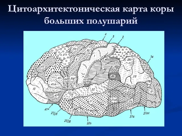 Цитоархитектоническая карта коры больших полушарий