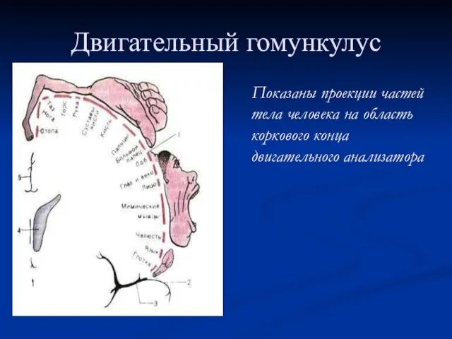 Двигательный гомункулус Показаны проекции частей тела человека на область коркового конца двигательного анализатора