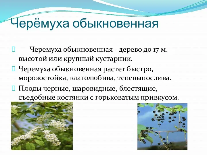 Черёмуха обыкновенная Черемуха обыкновенная - дерево до 17 м. высотой