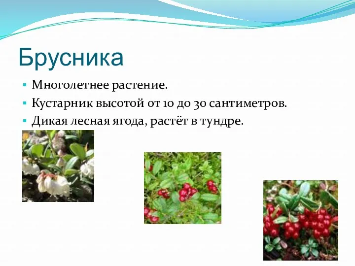 Брусника Многолетнее растение. Кустарник высотой от 10 до 30 сантиметров. Дикая лесная ягода, растёт в тундре.